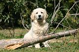 GOLDEN RETRIEVER 1090